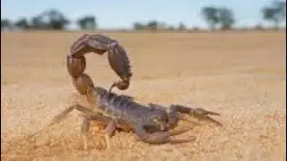 Top 10 des animaux du d&eacute;sert les plus dangereux du monde