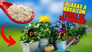 Secretos Naturales para un Jard&iacute;n Sin Plagas: &iexcl;La Magia de la Tierra de Diatomeas!