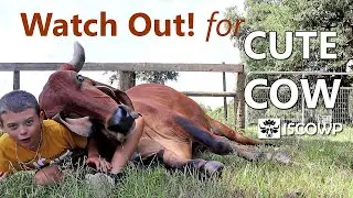 Watch Out! Cute Cow Hugs Cowherd Boy!
