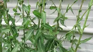 Wild Lettuce Lactuca virosa 2nd year #2 Mature Plant