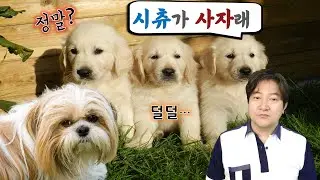 [영어상식] 시츄는 사자라는 뜻. 그렇다면 푸들은? 🐶우리 집 댕댕이의 명칭은 어디서 유래했을까?