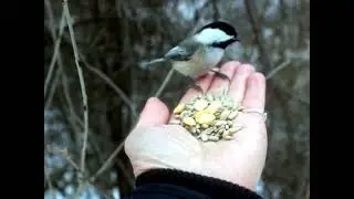 Hand Feeding Birds in Ontario Canada