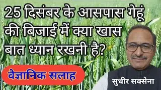 गेहूं की लेट बौनी कैसे करें। लेट गेहूं की खेती। 25 दिसंबर के बाद गेहूं की बिजाई। आलू के बाद गेहूं 