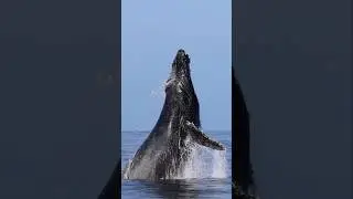 Amazing breach from a Humpback Whale in San Diego! #wildlife #whale #ocean