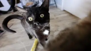 Новый кот и котята
