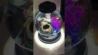 Самый маленький и красивый Аквариум Tetra Duo Waterfall Globe #shorts