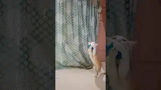 #cat #viral #viralvideo #viralshort #video #viralshorts #shorts #shortvideo #kitten #play #videos