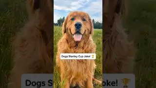 Dogs Stanley Cup Dad Joke! 🏆