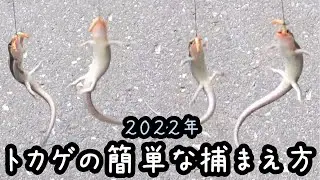 【トカゲの捕まえ方】めっちゃ簡単２０２２年のトカゲ釣りに行って来ました♪ 駄菓子屋トカゲのおっさん