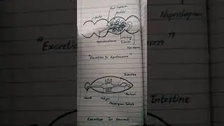 Excretion in earthworm,coacroach #bio #fsc #12