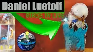 |daniel lutolf| LIVE cam  BIRDROOM DANIEL L&Uuml;TOLF simposium online in pakistan นกแก้ว