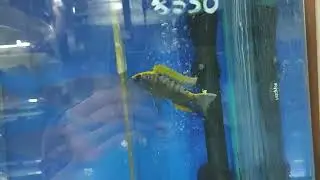 Otopharynx lithobates Zimbawe 9-10cm 