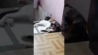 Sweetest Mom and Son💘🤎🩶 #cutecats #momlife #loveablekitten #shortstorytime