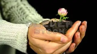 Plant Flower in Hands Soil Black Isolated Background - Stock Footage