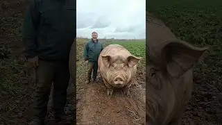Why Do Pigs Roll in Mud? #shorts #vothex #animals