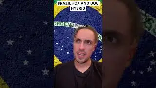Brazil Fox And Dog Hybrid