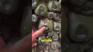 Don't touch this creature😱