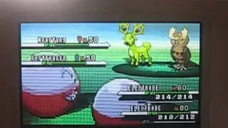 Cerfrousse shiny, le 13 328&egrave;me / Shiny Stantler, the 13 328th