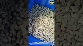 Whole Cashew SPECTRUM SBS 4001 MAXIMA