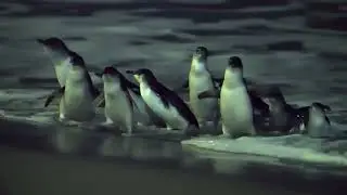 Penguin Parade at 12  Apostles, Melbourne 墨尔本 企鹅