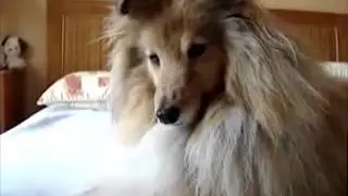 My dogs reaction to quenouille.