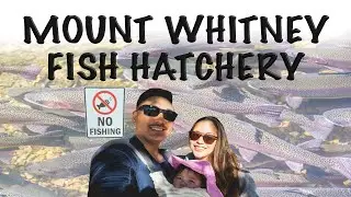 FISH HATCHERY | MOUNT WHITNEY | INYO COUNTY