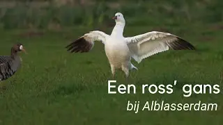 Een ross gans bij Alblaserdam #1199
