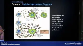 Apheresis of TNF and IL-2 disrupts tumour immunoevasion - Rigdon Lentz