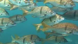 Sargo Fish | Deep Trekker Underwater ROV