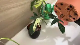 متى أغير حوض النبتة؟ @Alq23