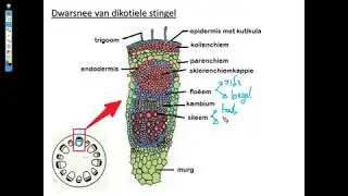 Lewenswetenskappe GR10 : Ondersteuning en vervoerstelsels in plante Les2