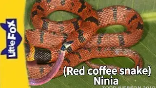 Meet the Animals 812 | Red Coffee Snake | Ninia | Wild Animals | Little Fox