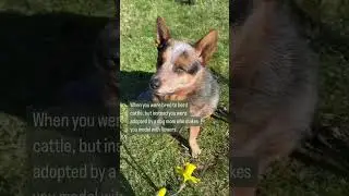 Rescued Blue Heeler wants to herd cows, but instead... #shortsvideo #shorts #dog