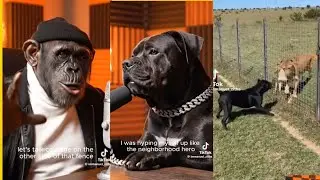 Собака 🐕 против льва 🦁 #fypシ゚viral #funny #comedy #youtubeshorts #africa #dog #lion