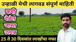 कमी वेळेत जास्त उत्पन्न / उन्हाळी मेथी लागवड / उन्हाळ्यात मेथीचे भरघोस उत्पादन कसे घ्यावे ?