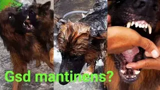 German shepherd coat and health mantinens / Dewarming tips / german shepherd video 