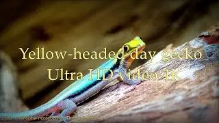 Yellow headed day gecko - Phelsuma klemmeri - ZOO in Wrocław - Ultra HD video 4K