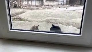 Коты по ту сторону окна