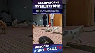 Кошачий парк в Чунцине