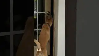 When your dog acts like a human 😀🐶