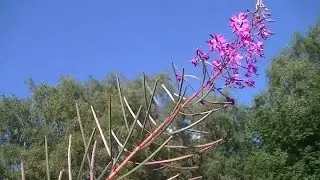 Rose Bay Willow Herb / Fire Weed  - Summer Edible