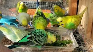Male Budgies/Parakeets Eating Fruit And Veggies