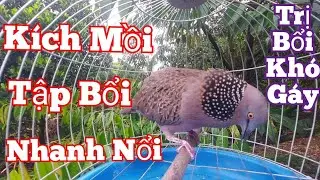 Chim cu gáy kích bổi / Cu gáy mồi cây gáy gù thúc gọi kích mồi tập bổi nhanh nổi #cugáy14