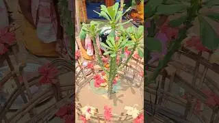 Sewa ashram #bathou #youtubeshorts