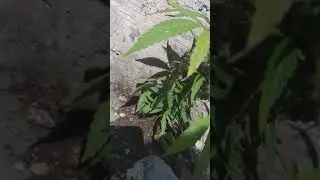 Naturally grown..😍😍 No fertiliser no pesticide.. Healing of the Nation 💯💯