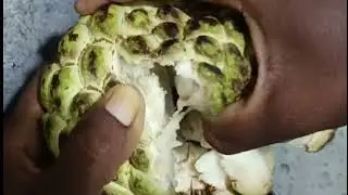 Sitafal mithi mithi 🤤👌