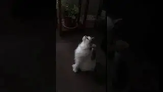 Kitty