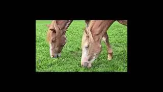 Wild Horses of Ruidoso, New Mexico