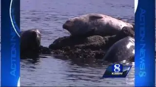 'Dumpling' the harbor seal thriving in Pacific Grove