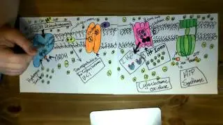 modeling project- cellular respiriation with electron transport chain